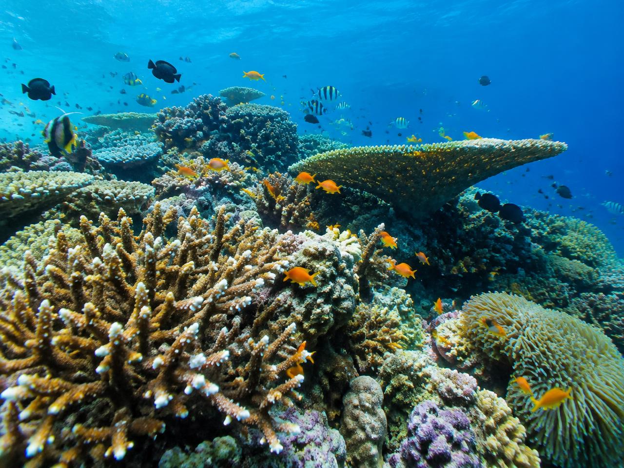 Selam (Scuba Diving)